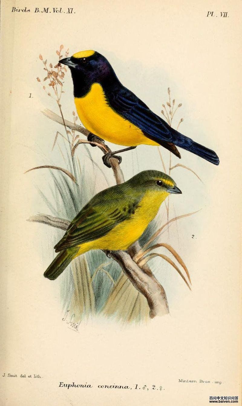 绒额歌雀 绒额歌雀的图片