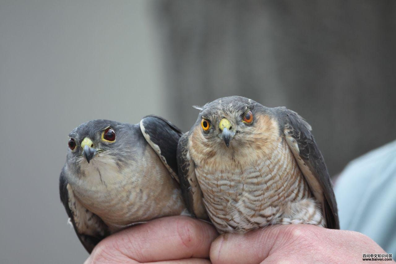 ȸӥ�����󣩺��ձ���ȸӥ�����ң��ĶԱȣ���ƬΪ��־�ֳ����ػʵ���