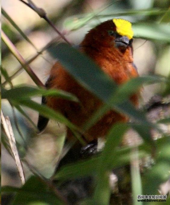 �޶�����ȸ��ͼƬ