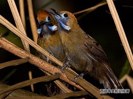 �ޱ�������