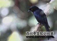 �ޱ���β��ͼƬ