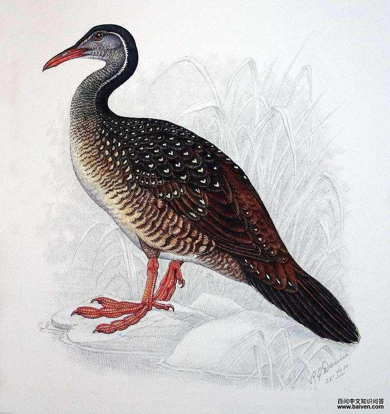 ���f�Ƶ�ͼƬ