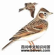 日本云雀 日本云雀的图片