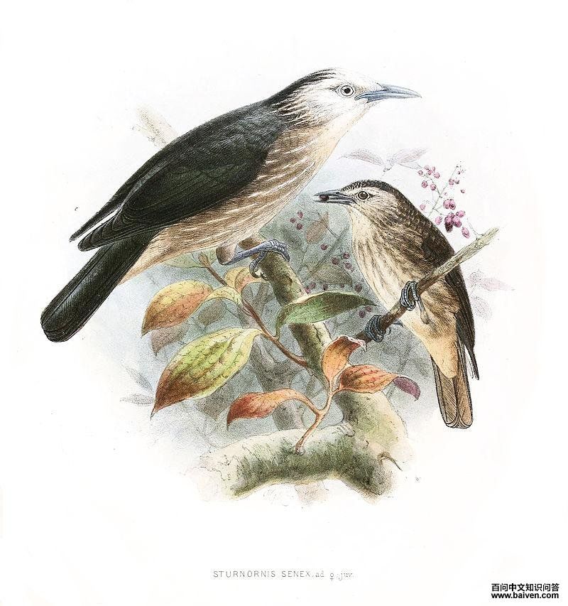 ��������ͼƬ