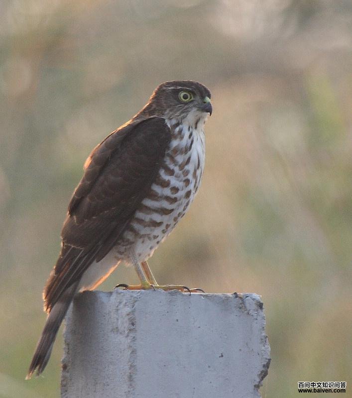日本松雀鹰 日本松雀鹰的图片