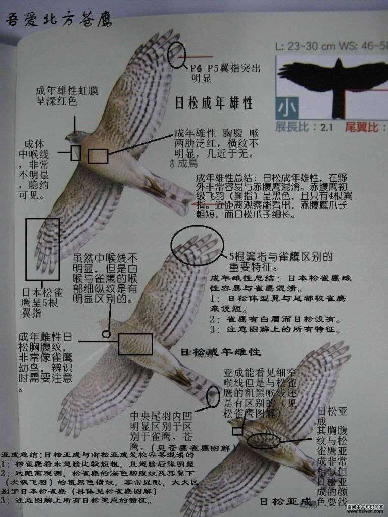 �ձ���ȸӥ�ı�ʶ�����������ᰮ������ӥ