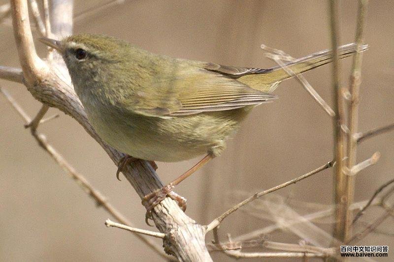 日本树莺 日本树莺的图片