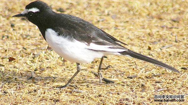 �ձ��n�_��ͼƬ