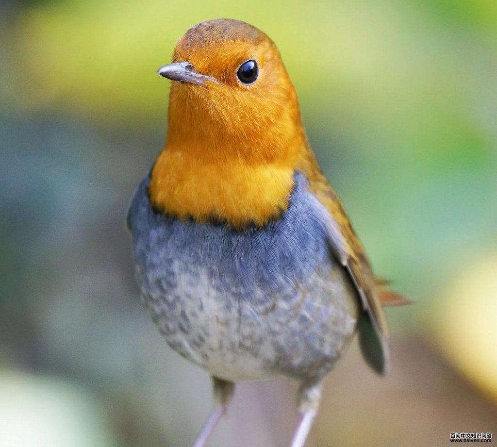 日本歌鸲 日本歌鸲的图片