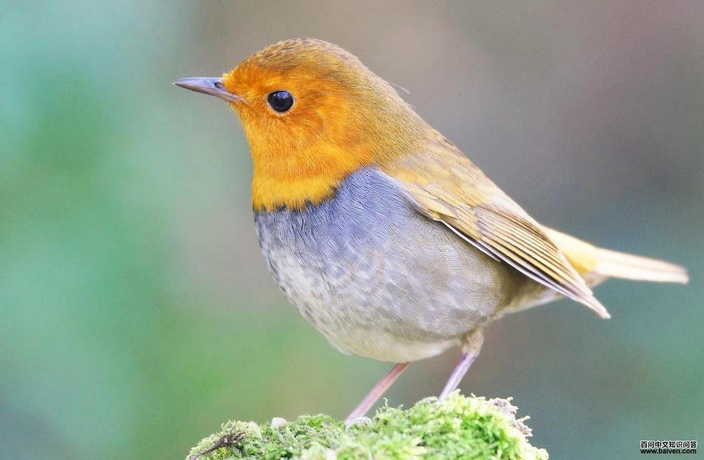 �ձ���𶣬����C��