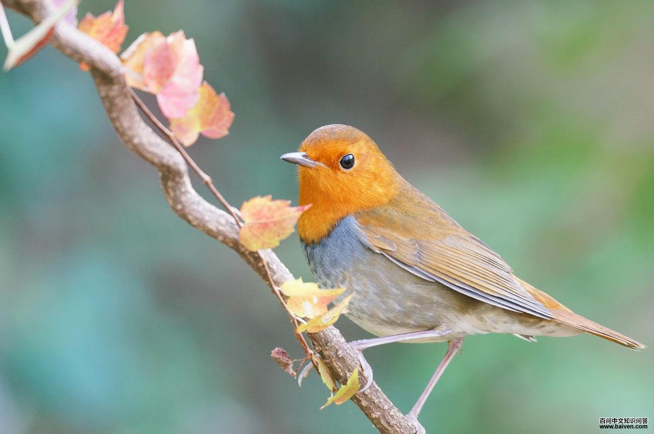 �ձ���𶣬����C��