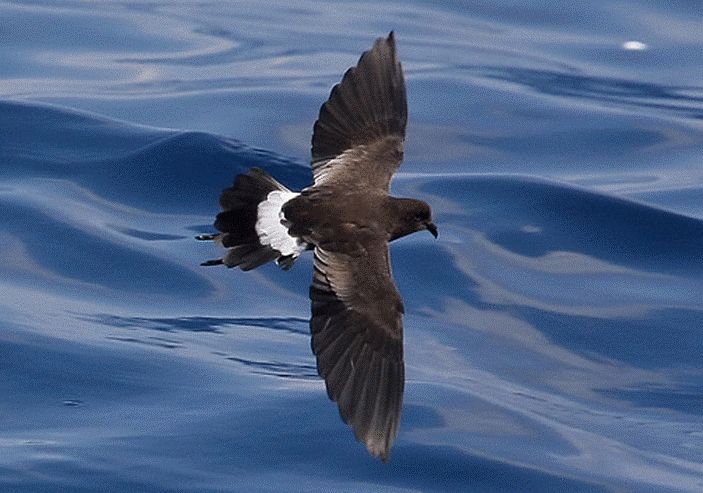 日本叉尾海燕 日本叉尾海燕的图片