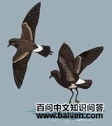 �̺ڲ�β����