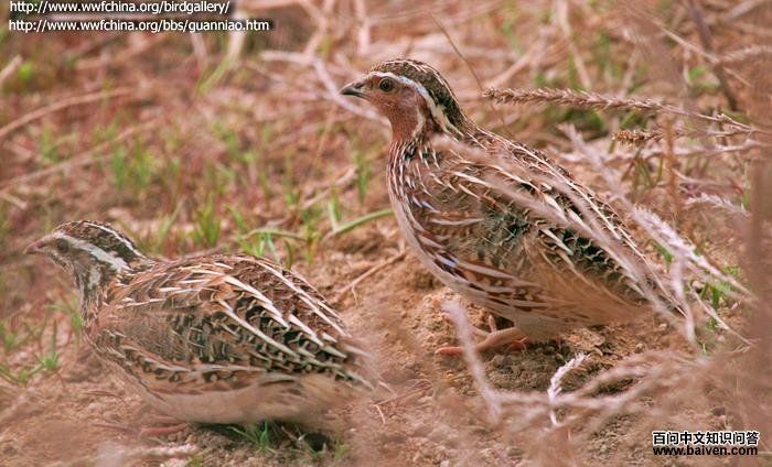 �ձ����ȵ�ͼƬ