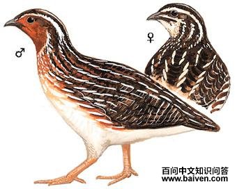 �ձ�����