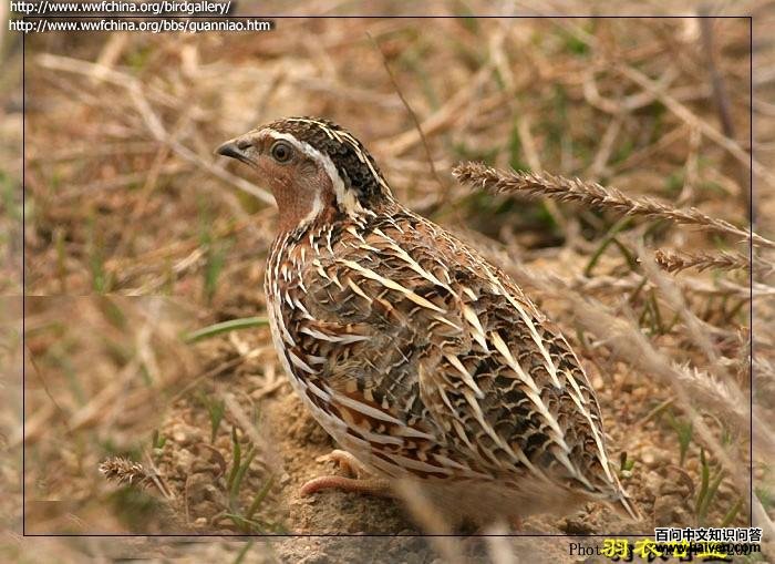 �ձ�����