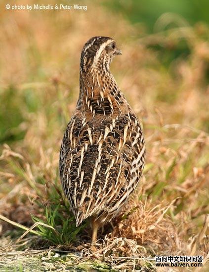 �ձ�����