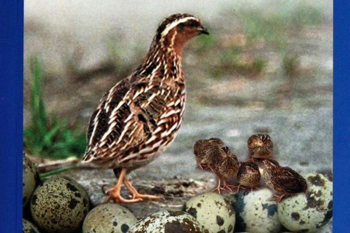 �ձ�����