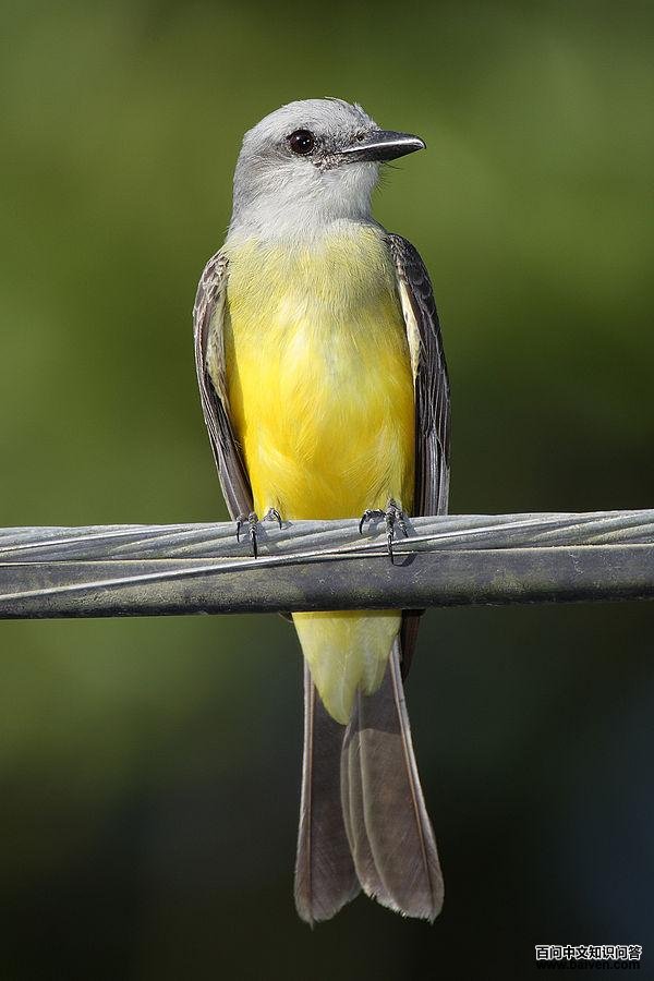 热带王霸鹟 热带王霸鹟的图片
