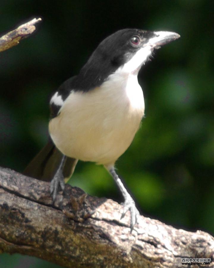热带黑鵙 热带黑鵙的图片