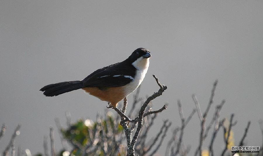 ��ɫ���V����Ӱ������