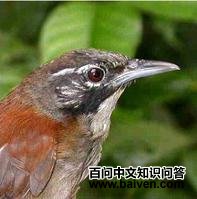 ��έ����