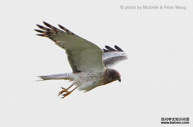 ȵ�η���ͼ���·�