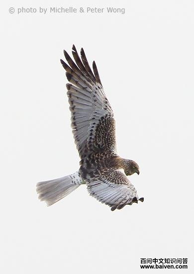 ȵ�η���ͼ���Ϸ�