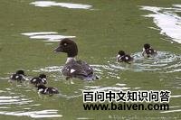 鹊鸭属 鹊鸭属的图片