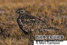 �����ɼ�(����)