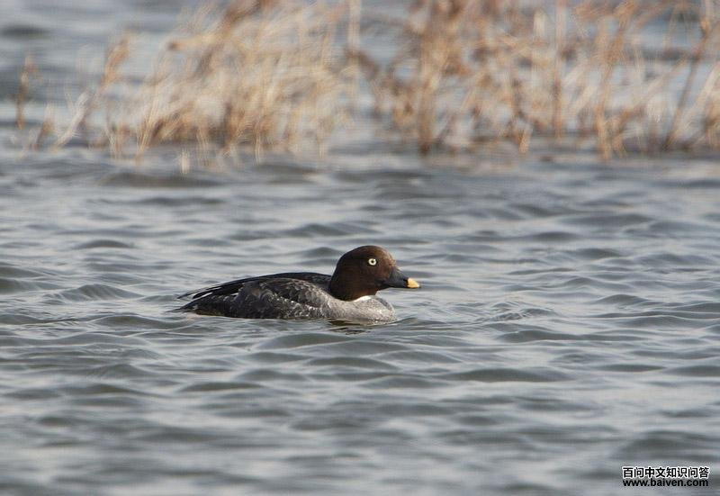 ȵѼ������