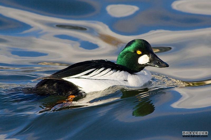 鹊鸭 鹊鸭的图片