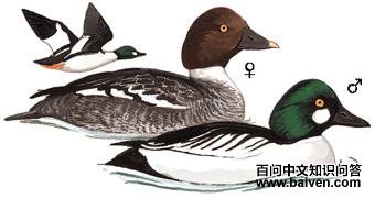 ȵѼ����̬����ͼ