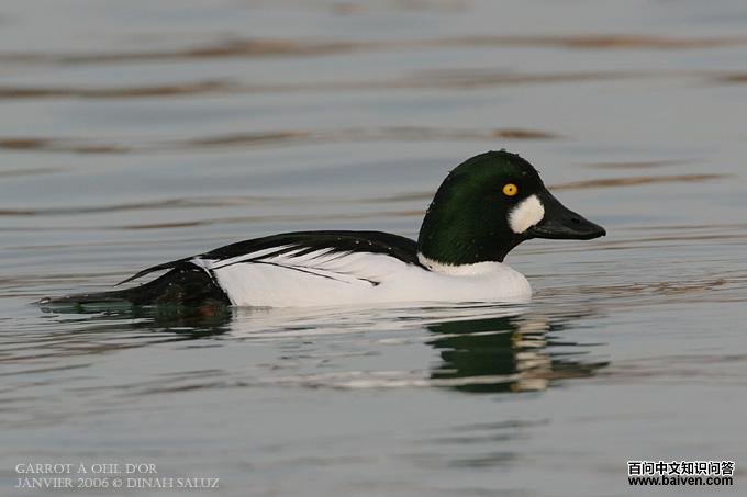 ȵѼ������ֳ��