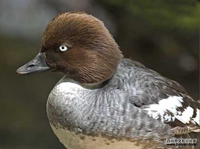 ȵѼ������