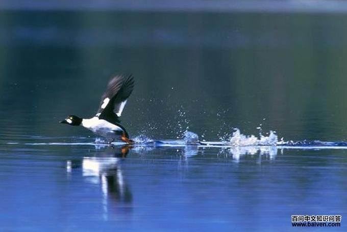 ȵѼ������