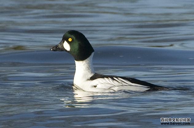 ȵѼ������