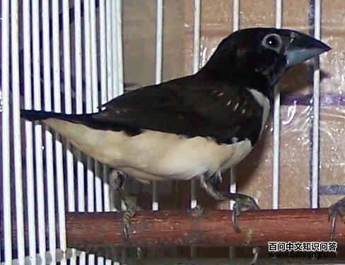 ȵ�����ͼƬ