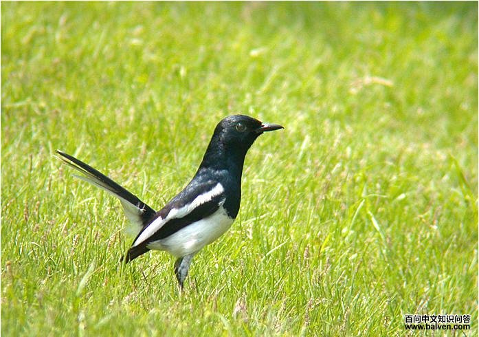 ȵ𶣺�����Ϻ��°ף���β�͡�