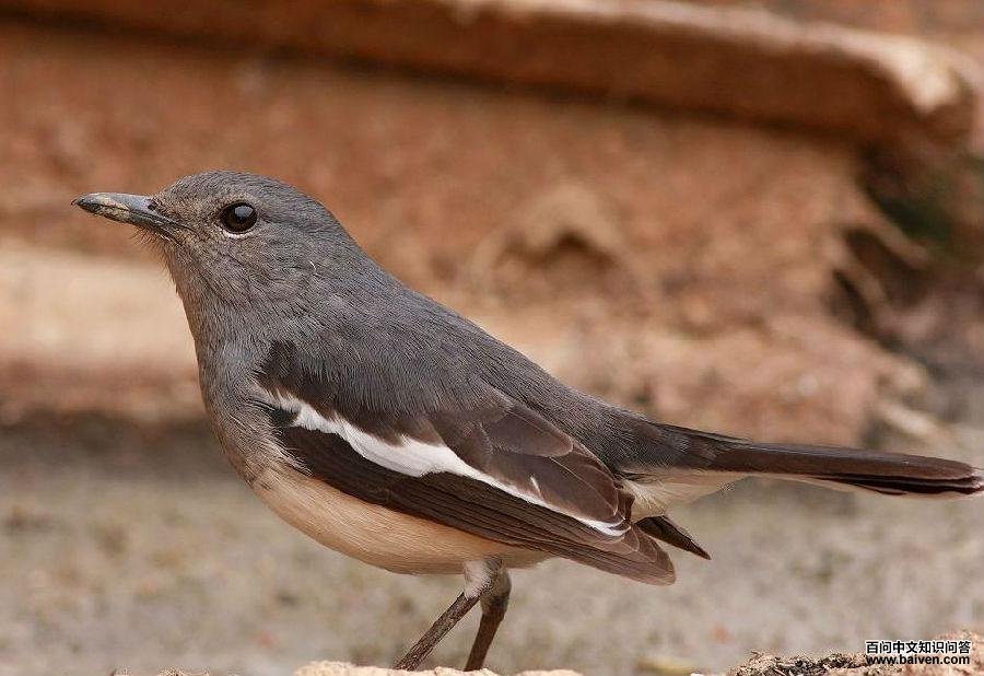 ȵ𶣺���񣬻�ɫ���׸������װߡ�