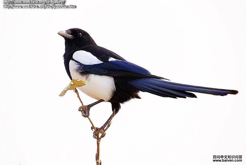 ϲȵ�������Ӵ�