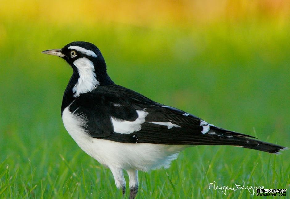 ȵ������