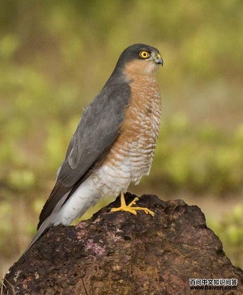 雀鹰 雀鹰的图片