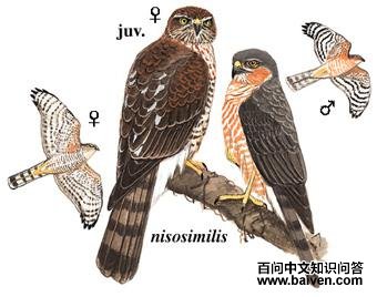 ȸӥ����̬����ͼ