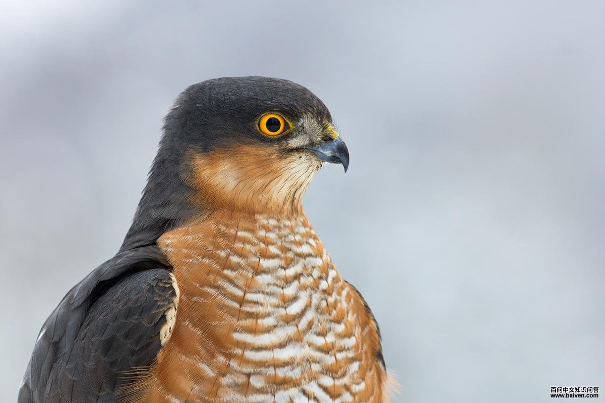 ȸӥ������ͷ��