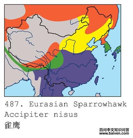 ȸӥ�������ֲ�ͼ