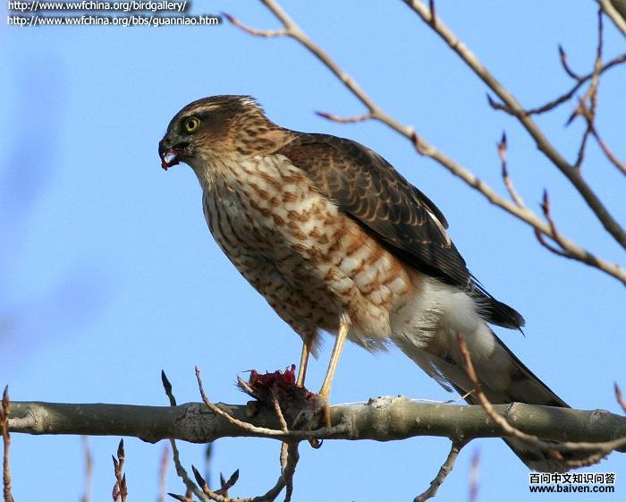 ȸӥ������