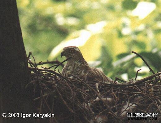 ȸӥ�������ڳ���