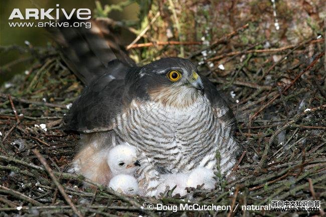 ȸӥ������