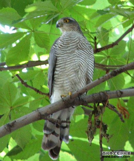 ȸӥ������